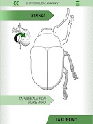 6 Schermata Leaf Beetle ID Guide
