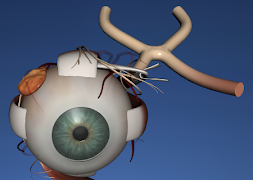 EON 3D Human Eye screenshot 5