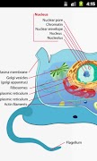 Human Physiology স্ক্রিনশট 3