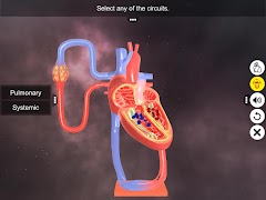 Double circulation captura de pantalla 3