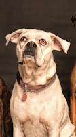dog wallpapper скриншот 3