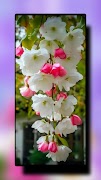 Pint Flower Wallpapers ภาพหน้าจอ 3
