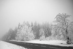 wallpaper for trees screenshot 2