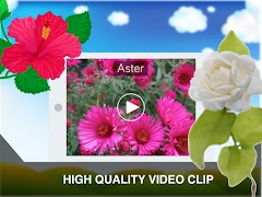 Flowers Learning Flashcards screenshot 7