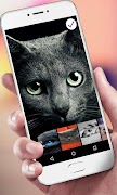 برنامه‌نما Cats Lock Screen عکس از صفحه