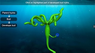 Budding in Hydra ภาพหน้าจอ 5