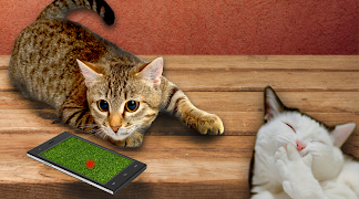 Cat laser sounds! screenshot 4