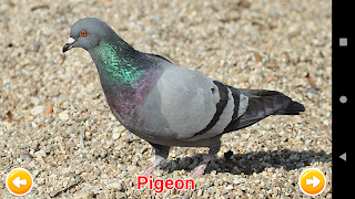 Animals Learning imagem de tela 3