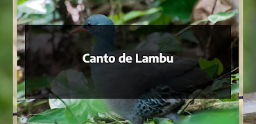 برنامه‌نما Canto de Lambu عکس از صفحه