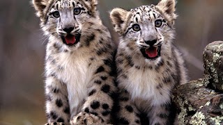 Snow Leopard Wallpaper スクリーンショット 4