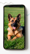 6 Schermata German Shepherd HD Wallpapers