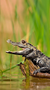 Crocodile Wallpapers screenshot 4