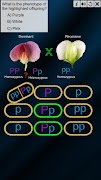 Test Cross: pea flower screenshot 6