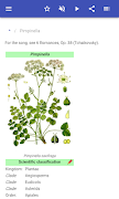 Honey plant screenshot 1
