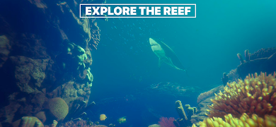 Reef Simulator ポスター