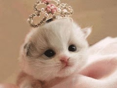 Cat Wallpapers HD Cute screenshot 4