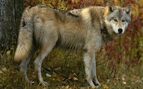 Wolf Jigsaw Puzzles تصوير الشاشة 6