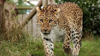 Leopard Live Wallpaper screenshot 3