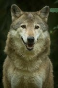 Wolves wallpapers Ekran Görüntüsü 3