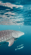 วอลล์เปเปอร์ฉลาม ภาพหน้าจอ 4