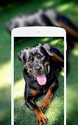 برنامه‌نما Rottweiler Wallpaper عکس از صفحه