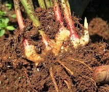 Hoe te Plant Red Ginger screenshot 3