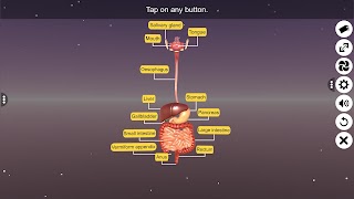 3D Human Digestive System скриншот 3