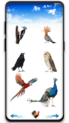 برنامه‌نما Bird sounds عکس از صفحه