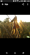 Agrofoto Ekran Görüntüsü 7
