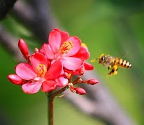 Camera Zoom স্ক্রিনশট 4