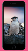 Penguin wallpaper скриншот 3