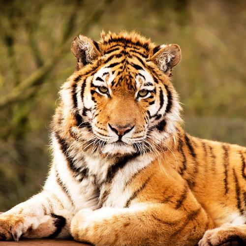 Animals Live Wallpaper APK Download - Free Personalization ...