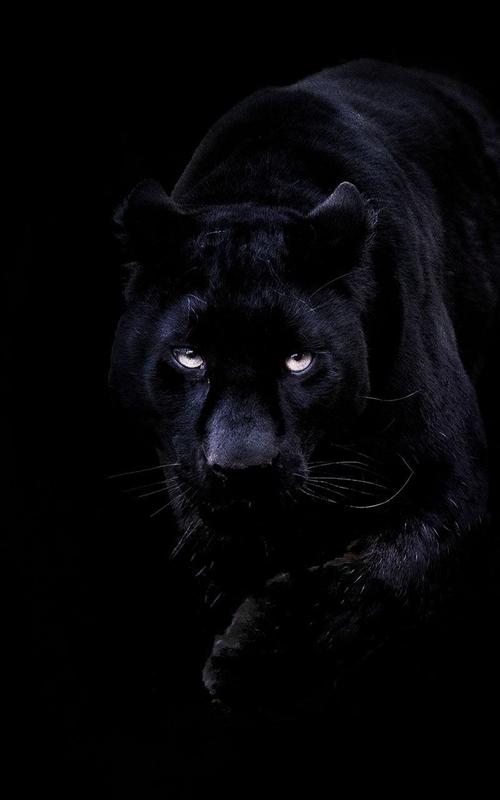  Black  Panther  Live Wallpaper  APK Download Free 