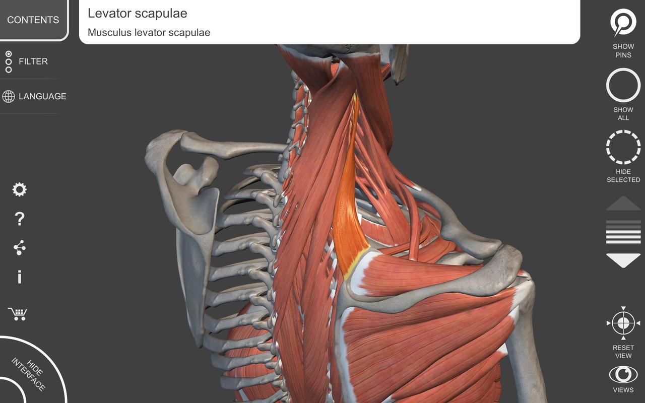 Muscle | Skeleton - 3D Anatomy APK Download - Free Medical ...