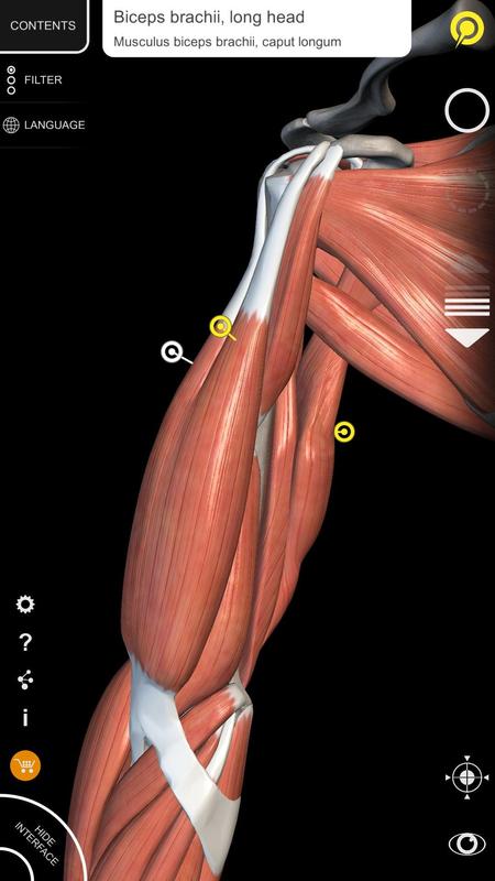 Muscle | Skeleton - 3D Anatomy APK Download - Free Medical APP for