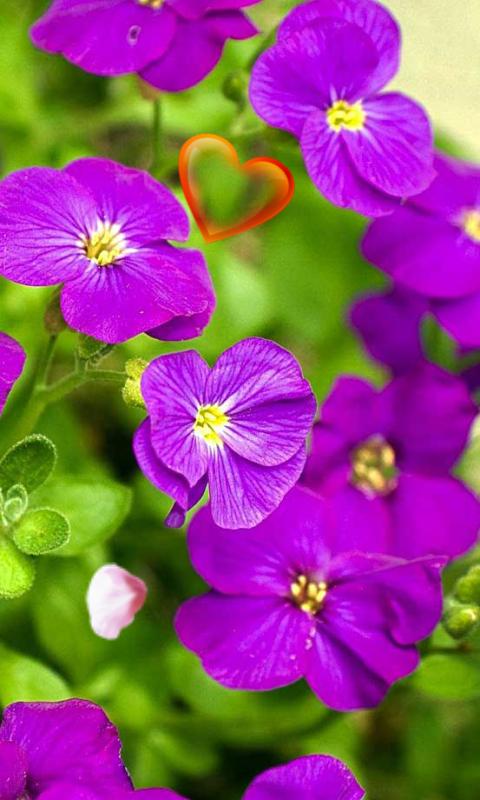 Love Flowers HD live wallpaper APK Download - Free ...