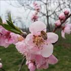 Peach Tree and Bee ikon