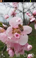 Peach Tree and Bee Affiche