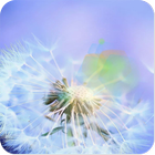 dandelion fly to the sun icon