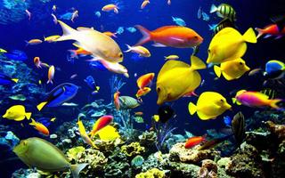 1 Schermata 5D Marine Aquarium Live WP