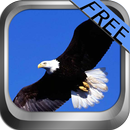 APK Eagle