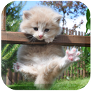 Dream Cat LiveWallpaper APK