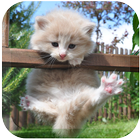 Dream Cat LiveWallpaper icône