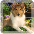 Dream dog lwp