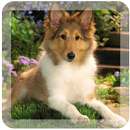 Dream dog lwp APK