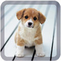 dream dog lwp free