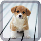 dream dog lwp free biểu tượng