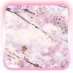 Sakura  Flower Free