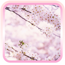 Sakura  Flower Free APK
