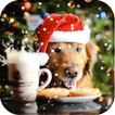 dog christmas wallpaper